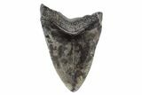 Fossil Megalodon Tooth - South Carolina #166090-2